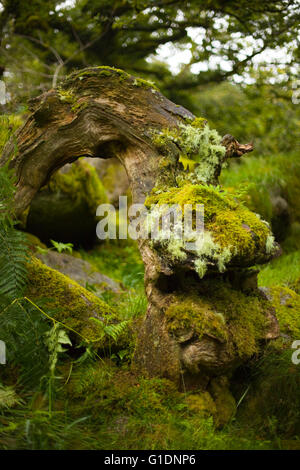 Moose und Flechten, die über eine alte verdrehte Baumstamm in Wistmans Wood, Devon, UK Stockfoto