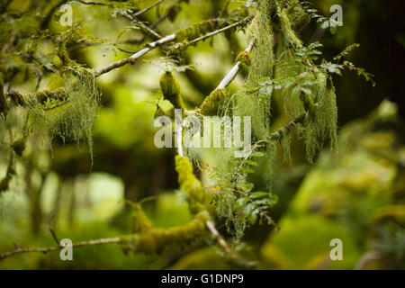 Moose und Flechten auf einer Eiche Ast, Wistmans Wood, Devon, UK Stockfoto