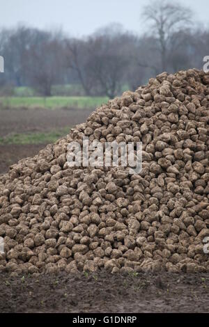 Haufen von geernteten Zuckerrüben liegen auf einem Feld in Deutschland. Stockfoto