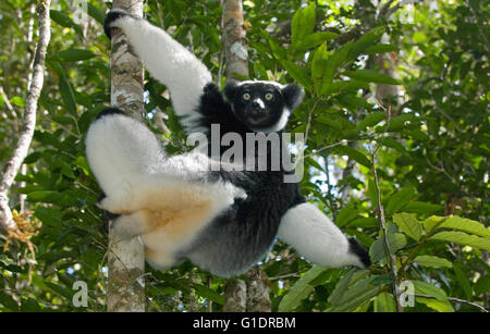 Indri Lemuren (Indri Indri) Fütterung, Spezialreservat Analamazaotra (Perinet), Madagaskar Stockfoto