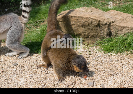 Ring-tailed Lemur im Cotswold Wildlife park Stockfoto