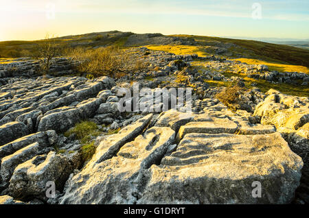 Abendlicht auf Kalkstein Narben am Newbiggin Klippen auf Farleton fiel Cumbria Stockfoto