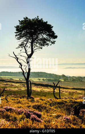 Kiefer und Heather auf Longridge fiel Lancashire England mit Nebel Ribble unten im Tal Stockfoto