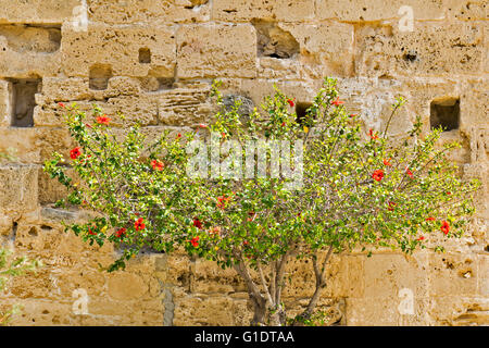 NORDZYPERN HIBISCUS BAUM UND ROTEN BLUMEN WACHSEN IN DER NÄHE EINER WAND VON KYRENIA CASTLE Stockfoto