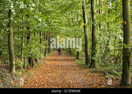 Spaziergang mit dem Hund in den herbstlichen Wald Mann Stockfoto