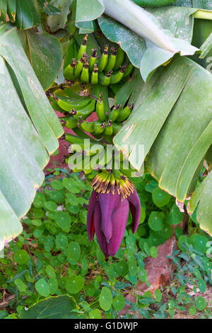 Eine Bananenstaude mit grüne Frucht und lila Blüten wachsen in einem Garten in Todos Santos, Baja Sur, Mexiko. Stockfoto