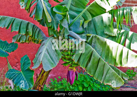 Eine Bananenstaude mit grüne Frucht und lila Blüten wachsen in einem Garten in Todos Santos, Baja Sur, Mexiko. Stockfoto