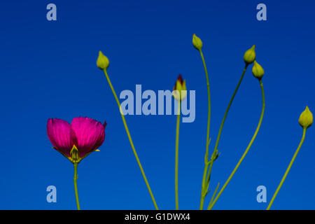 Weincup (Callirhoe Involucrata) Texas Muttersprache Wildflower Solo gegen blauen Himmel Stockfoto