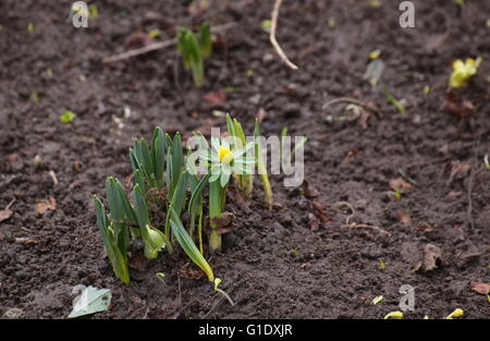 Winter-Aconitum (Eranthis Hyemalis) blühen im Frühjahr. Stockfoto