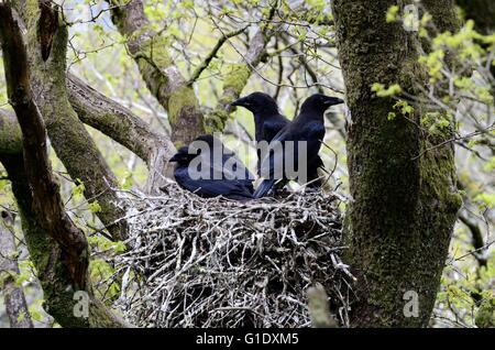 Raven Sie Küken Corvus Corax auf ein Nest in einem Baum im Wald Stockfoto