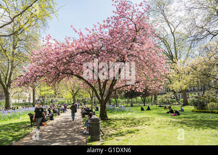 Kirschblüte an einem heißen Sommertag am Tavistock Square in London Bloomsbury Bereich Stockfoto