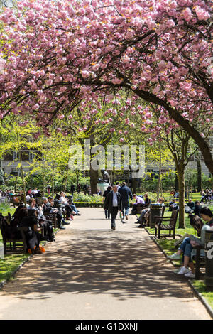 Kirschblüte in der Blüte an einem heissen Sommertag in Tavistock Square im Londoner Stadtteil Bloomsbury Bereich Stockfoto