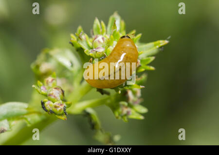 Nahaufnahme auf einen Slimey figwort Rüsselkäfer oder Figwort scrophulariae, geschlüpfte Larve (Larven) Körper Fütterung auf sp. scrophulariae Blüten Stockfoto