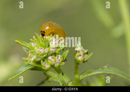 Macrophotograph eines Figwort rüsselkäfer Käfer geschlüpfte Larve (Larven) auf sp Naschen. Scrophulariae pflanze Blüten. Stockfoto