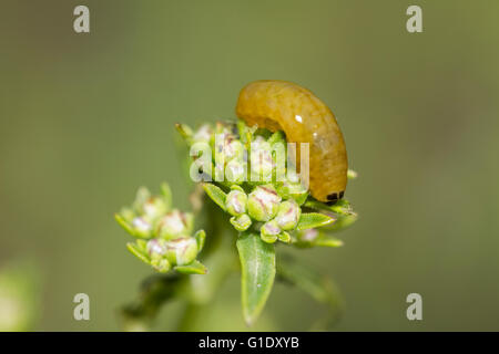 Mikrofotografie eines neugeborenen Figwort Curculionidae Rüsselkäfer, Familie, caterpilllar Larven, Fütterung auf sp. scrophulariae Anlage Stockfoto