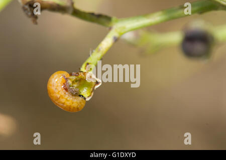 Nahaufnahme der neugeborenen Figwort rüsselkäfer oder Figwort scrophulariae caterpilllar Larve, Curculionidae Familie, auf Scrophulariae Anlage Stockfoto