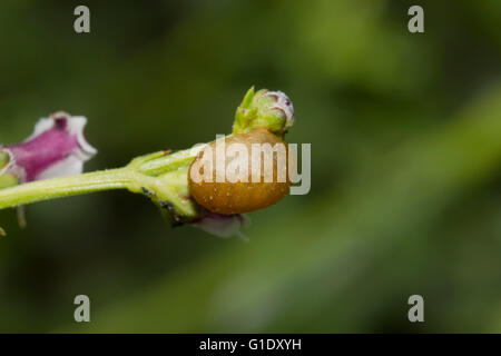 Braunwurz Rüsselkäfer Fehler Eiern auf SP. Scrophulariae Pflanze Gehäuse Stockfoto