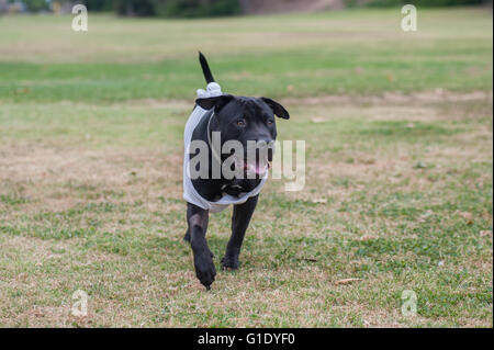 Pit Bull T-shirt tragen, im park Stockfoto