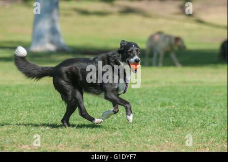 Black Border Collie laufen mit Ball im park Stockfoto