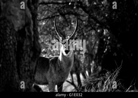 Gemeinsamen Wasserbock, Kobus Ellipsiprymnus. Mana Pools National Park. Zimbabwe Stockfoto