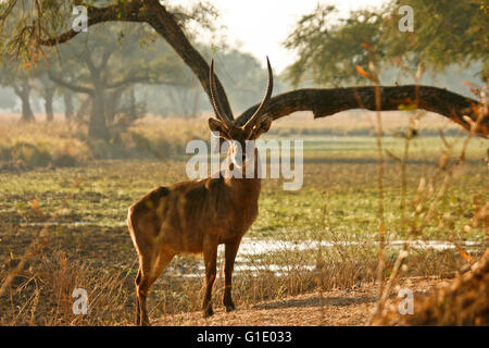 Gemeinsamen Wasserbock, Kobus Ellipsiprymnus. Mana Pools National Park. Zimbabwe Stockfoto