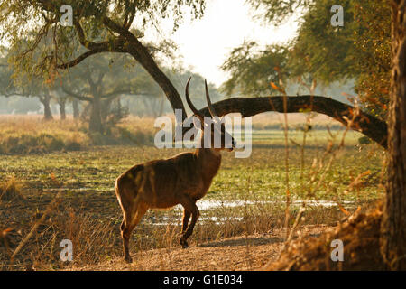 Gemeinsamen Wasserbock, Kobus Ellipsiprymnus. Mana Pools National Park. Zimbabwe Stockfoto