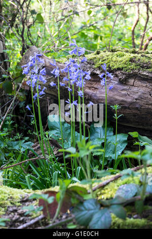 Glockenblumen wachsen wild in der englischen Landschaft. Diese sind entweder spanische Glockenblumen oder ein Hybrid. Sie sind nicht heimisch. Stockfoto