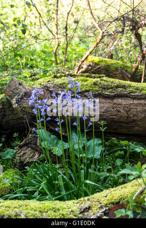 Glockenblumen wachsen wild in der englischen Landschaft. Diese sind entweder spanische Glockenblumen oder ein Hybrid. Sie sind nicht heimisch. Stockfoto