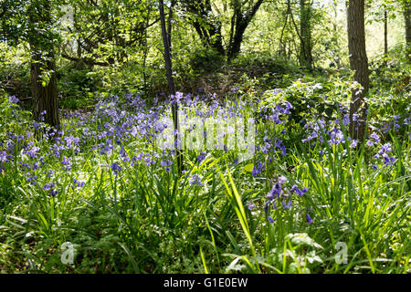 Glockenblumen wachsen wild in der englischen Landschaft. Diese sind entweder spanische Glockenblumen oder ein Hybrid. Sie sind nicht heimisch. Stockfoto