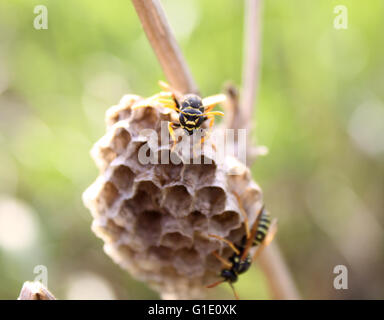 Wespe auf Nest Stockfoto