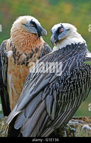 Paare adulter Bartgeier ( Gypaetus barbatus ) im Zuchtgefieder, die zusammen sitzen. Stockfoto