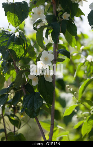 Philadelphus coronarius Stockfoto