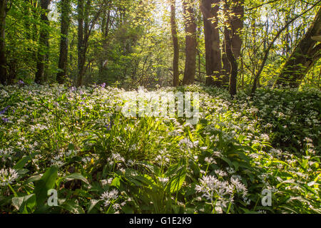 Cardiff, UK. 13. Mai 2016. UK-Wetter: Bärlauch Blumen Teppich dem Waldboden in den alten Wenallt Woods in Nord Auto Stockfoto