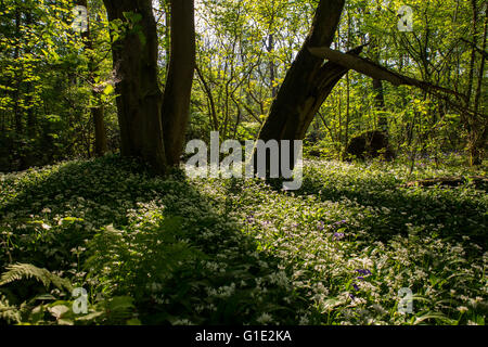 Cardiff, UK. 13. Mai 2016. UK-Wetter: Bärlauch Blumen Teppich dem Waldboden in den alten Wenallt Woods in Nord Auto Stockfoto