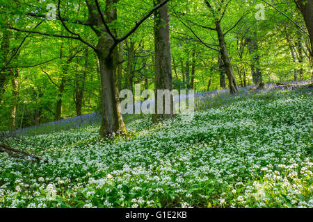 Cardiff, UK. 13. Mai 2016. UK-Wetter: Bärlauch Blumen Teppich dem Waldboden in den alten Wenallt Woods in Nord Auto Stockfoto