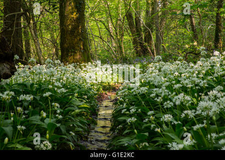 Cardiff, UK. 13. Mai 2016. UK-Wetter: Bärlauch Blumen Teppich dem Waldboden in den alten Wenallt Woods in Nord Auto Stockfoto