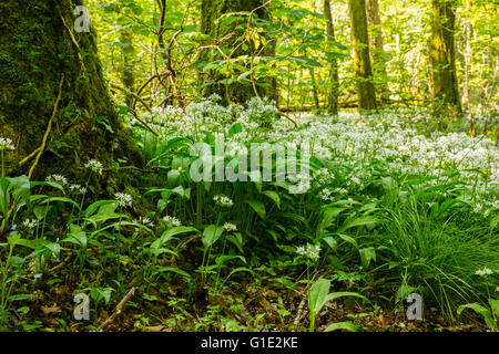 Cardiff, UK. 13. Mai 2016. UK-Wetter: Bärlauch Blumen Teppich dem Waldboden in den alten Wenallt Woods in Nord Auto Stockfoto