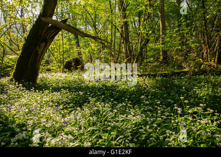 Cardiff, UK. 13. Mai 2016. UK-Wetter: Bärlauch Blumen Teppich dem Waldboden in den alten Wenallt Woods in Nord Auto Stockfoto