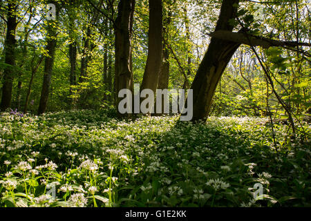 Cardiff, UK. 13. Mai 2016. UK-Wetter: Bärlauch Blumen Teppich dem Waldboden in den alten Wenallt Woods in Nord Auto Stockfoto