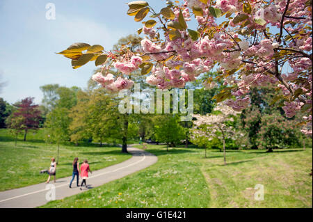 Swansea, Wales, Großbritannien. 13. Mai 2016. Blüten auf Bäumen an der Seite der Hauptweg durch Singleton Park in Swansea heute Nachmittag als Menschen machen das Beste aus den herrlichen Sonnenschein während ihrer Mittagspause. Bildnachweis: Phil Rees/Alamy Live-Nachrichten Stockfoto