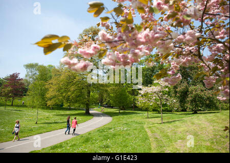 Swansea, Wales, Großbritannien. 13. Mai 2016. Blüten auf Bäumen an der Seite der Hauptweg durch Singleton Park in Swansea heute Nachmittag als Menschen machen das Beste aus den herrlichen Sonnenschein während ihrer Mittagspause. Bildnachweis: Phil Rees/Alamy Live-Nachrichten Stockfoto