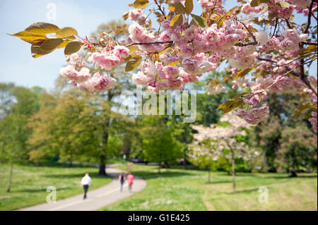 Swansea, Wales, Großbritannien. 13. Mai 2016. Blüten auf Bäumen an der Seite der Hauptweg durch Singleton Park in Swansea heute Nachmittag als Menschen machen das Beste aus den herrlichen Sonnenschein während ihrer Mittagspause. Bildnachweis: Phil Rees/Alamy Live-Nachrichten Stockfoto