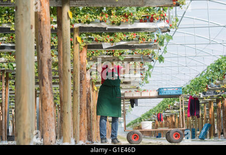 Hannover, Deutschland. 13. Mai 2016. Marion Meyer pflückt Erdbeeren in einem grünen Haus auf ihrer Farm in Otze in der Nähe von Burgdorf in der Region Hannover, 13. Mai 2016. Mehr als 25.000 Erdbeerpflanzen wachsen auf alten Führungsschienen auf Beiträge, so dass eine rückengerechtes Ernte. Foto: JULIAN STRATENSCHULTE/Dpa/Alamy Live News Stockfoto