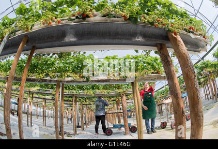 Hannover, Deutschland. 13. Mai 2016. Marion Meyer pflückt Erdbeeren in einem grünen Haus auf ihrer Farm in Otze in der Nähe von Burgdorf in der Region Hannover, 13. Mai 2016. Mehr als 25.000 Erdbeerpflanzen wachsen auf alten Führungsschienen auf Beiträge, so dass eine rückengerechtes Ernte. Foto: JULIAN STRATENSCHULTE/Dpa/Alamy Live News Stockfoto