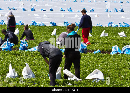 Salat Bauernhof Wanderarbeiter in Tarleton, Lancashire, UK Stockfoto