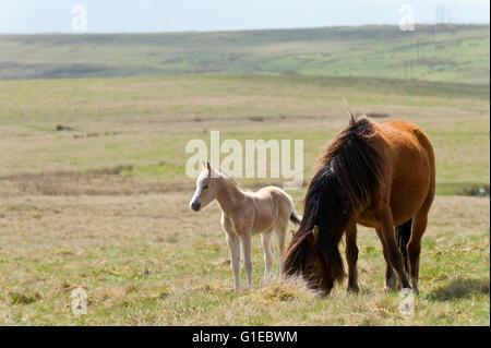 Builth Wells, Powys, Wales, UK. 14. Mai 2016. Welsh Ponys und Fohlen gelten Weiden unter blauem Himmel auf das Hochmoor des Bereichs Mynydd Epynt nahe Builth Wells in Powys, Wales, UK. Nach einer kalten Nacht und einem bewölkten Start in den Tag, Wolken gestreut und das Wetter wurde hell und sonnig mit blauem Himmel Credit: Graham M. Lawrence/Alamy Live-Nachrichten. Stockfoto