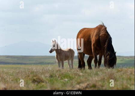 Builth Wells, Powys, Wales, UK. 14. Mai 2016. Welsh Ponys und Fohlen gelten Weiden unter blauem Himmel auf das Hochmoor des Bereichs Mynydd Epynt nahe Builth Wells in Powys, Wales, UK. Nach einer kalten Nacht und einem bewölkten Start in den Tag, Wolken gestreut und das Wetter wurde hell und sonnig mit blauem Himmel Credit: Graham M. Lawrence/Alamy Live-Nachrichten. Stockfoto