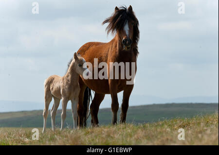 Builth Wells, Powys, Wales, UK. 14. Mai 2016. Welsh Ponys und Fohlen gelten Weiden unter blauem Himmel auf das Hochmoor des Bereichs Mynydd Epynt nahe Builth Wells in Powys, Wales, UK. Nach einer kalten Nacht und einem bewölkten Start in den Tag, Wolken gestreut und das Wetter wurde hell und sonnig mit blauem Himmel Credit: Graham M. Lawrence/Alamy Live-Nachrichten. Stockfoto