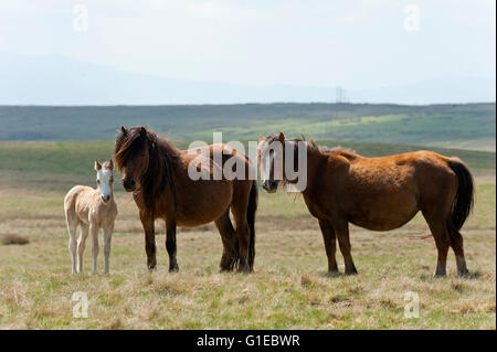 Builth Wells, Powys, Wales, UK. 14. Mai 2016. Welsh Ponys und Fohlen gelten Weiden unter blauem Himmel auf das Hochmoor des Bereichs Mynydd Epynt nahe Builth Wells in Powys, Wales, UK. Nach einer kalten Nacht und einem bewölkten Start in den Tag, Wolken gestreut und das Wetter wurde hell und sonnig mit blauem Himmel Credit: Graham M. Lawrence/Alamy Live-Nachrichten. Stockfoto