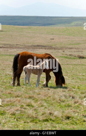 Builth Wells, Powys, Wales, UK. 14. Mai 2016. Welsh Ponys und Fohlen gelten Weiden unter blauem Himmel auf das Hochmoor des Bereichs Mynydd Epynt nahe Builth Wells in Powys, Wales, UK. Nach einer kalten Nacht und einem bewölkten Start in den Tag, Wolken gestreut und das Wetter wurde hell und sonnig mit blauem Himmel Credit: Graham M. Lawrence/Alamy Live-Nachrichten. Stockfoto